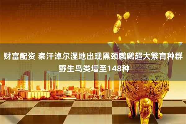 财富配资 察汗淖尔湿地出现黑颈鸊鷉超大繁育种群 野生鸟类增至148种